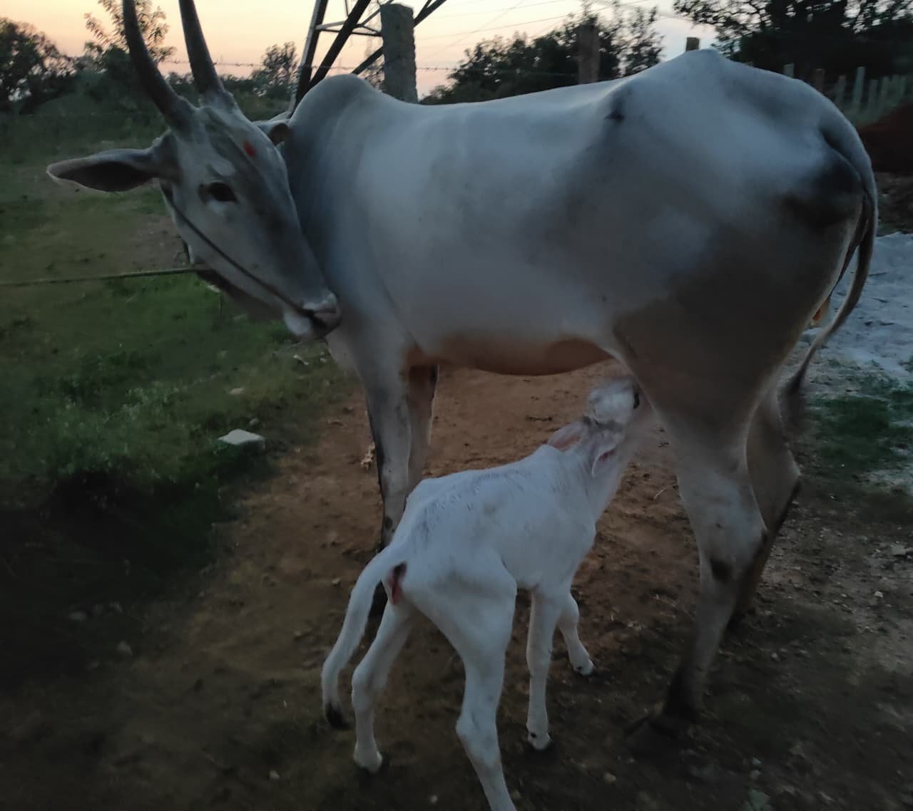 WhatsApp Image 2026-03-24 at 7.46.20 AM